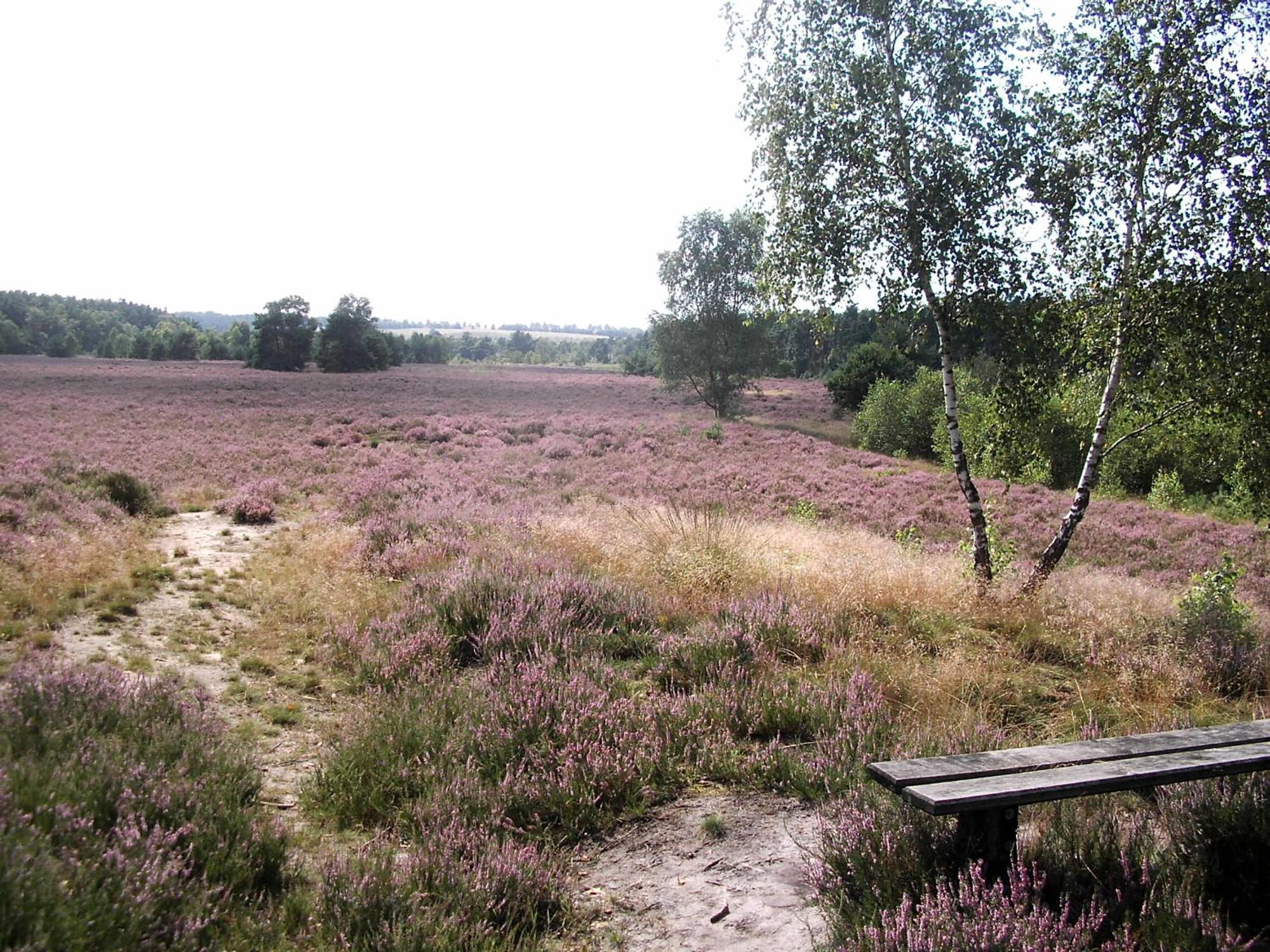 Ferienwohnungen Liedtke Bispingen Bagian luar foto